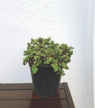 Good Luck Jade (Crassula Ovata)