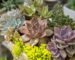 How To Care For Your Succulents Like A Pro - Green Fingers