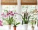 The Best Indoor Plants To Brighten Your Home